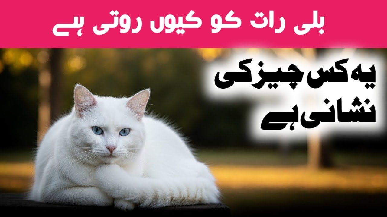 Bili Rat ko Ghar pe aake Q Roti He | Animals Story | بلی کا رات کو رونا  | urdu stories