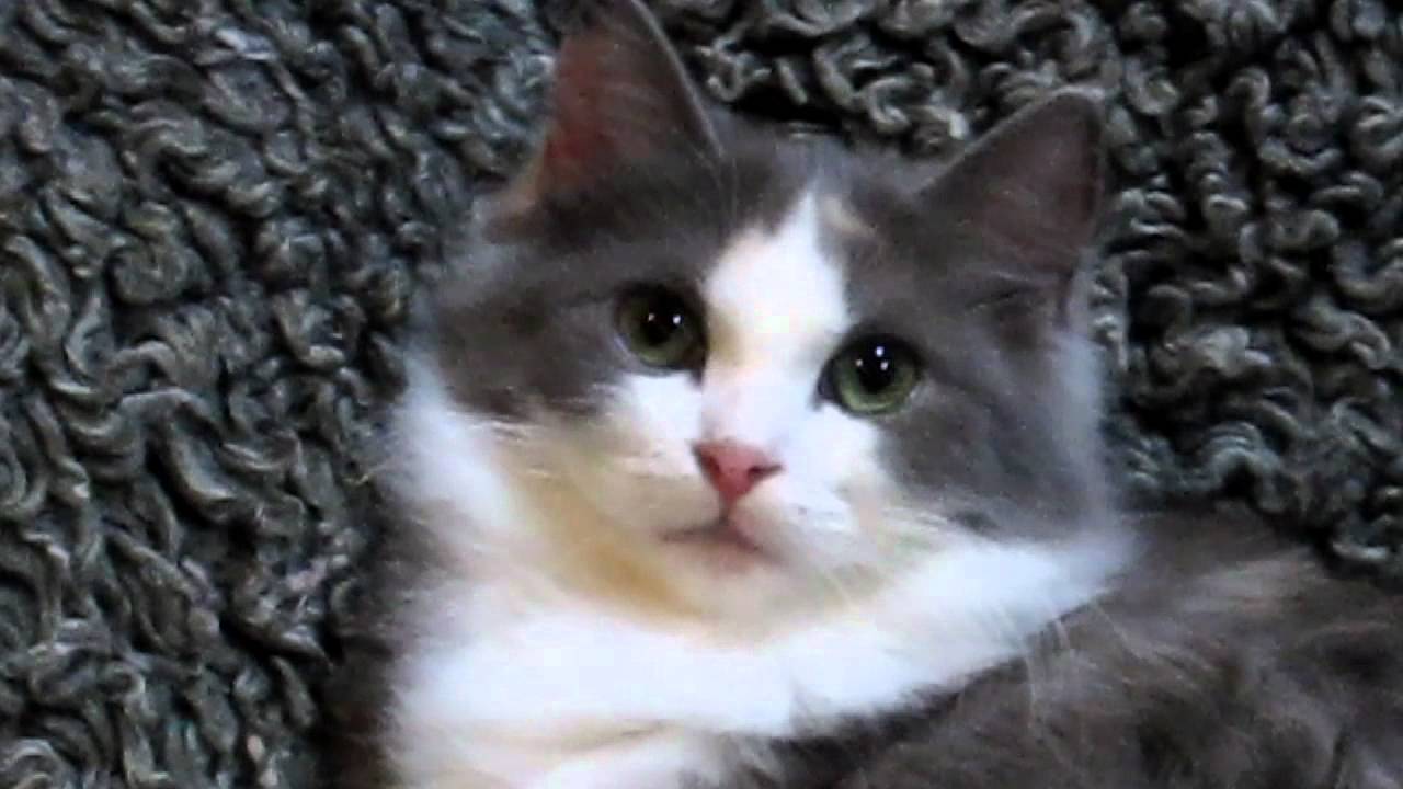 Chocolottadolls Vera Dilute Calico, chocolate carrier. Breeder Quality