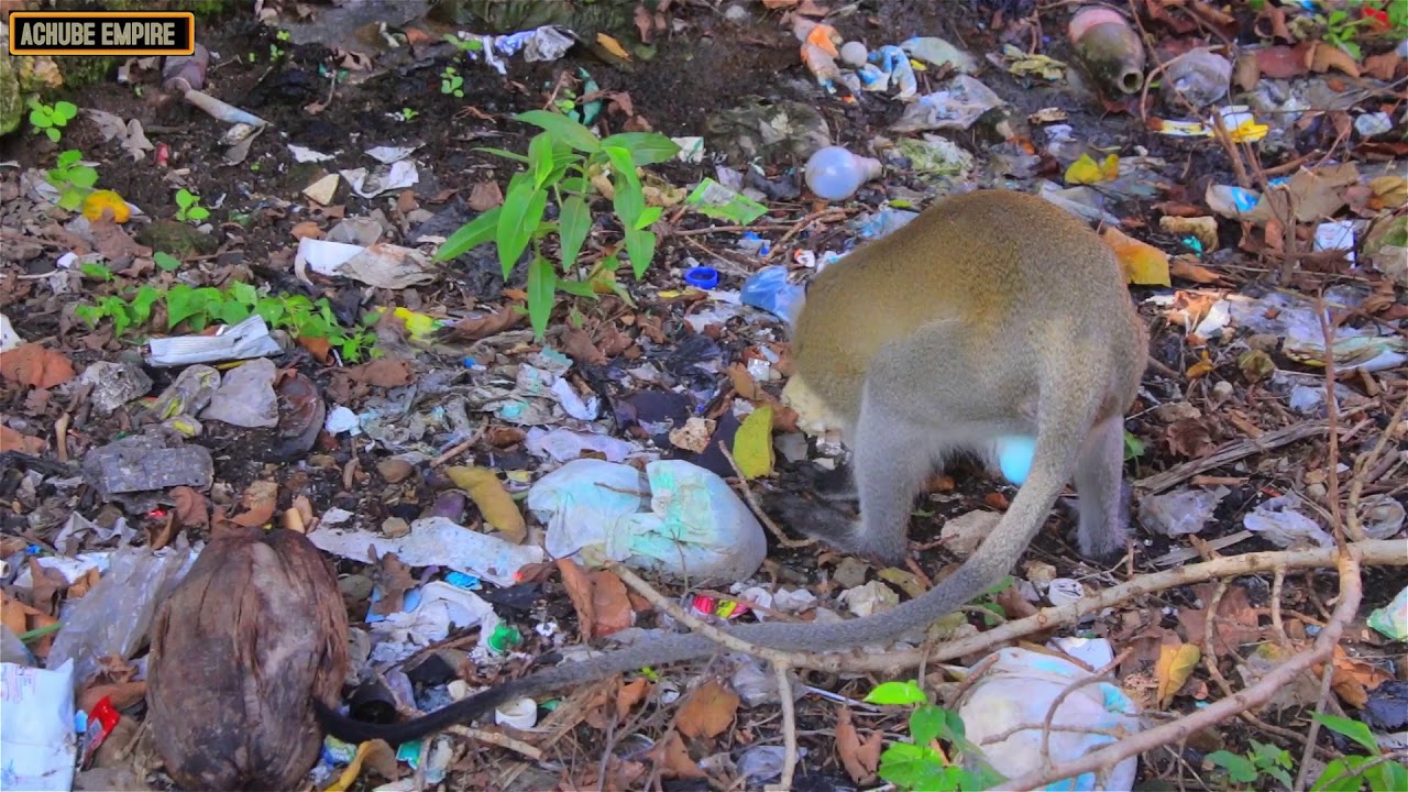 Tumbili anakula ugali/ Monkey eating ugali