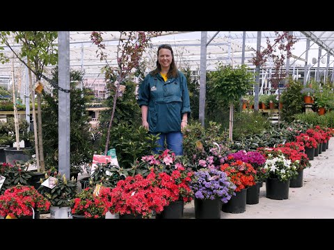 Petitti Rhododendron x Azaleas | Grow For Spring Blooms x Pollinators