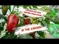 Pepper Planting Perfection -Transplanting Tips and Tricks for Vibrant Veggies 🌶️🌿#pepper #gardening