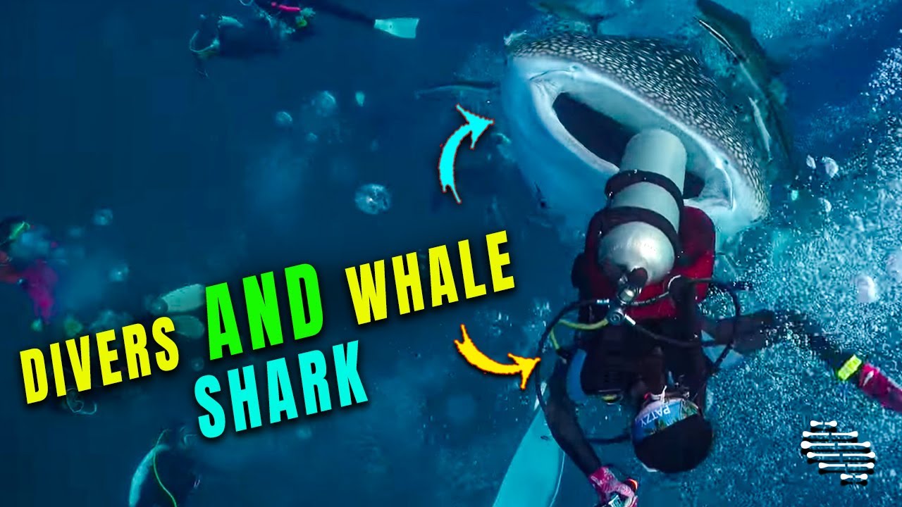 Divers Swimming Close to a Whale Shark - YouTube