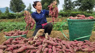 Harvesting Sweet Potato Garden go market sell  Gardening  grow sweet potatoes | Lý Thị Ca