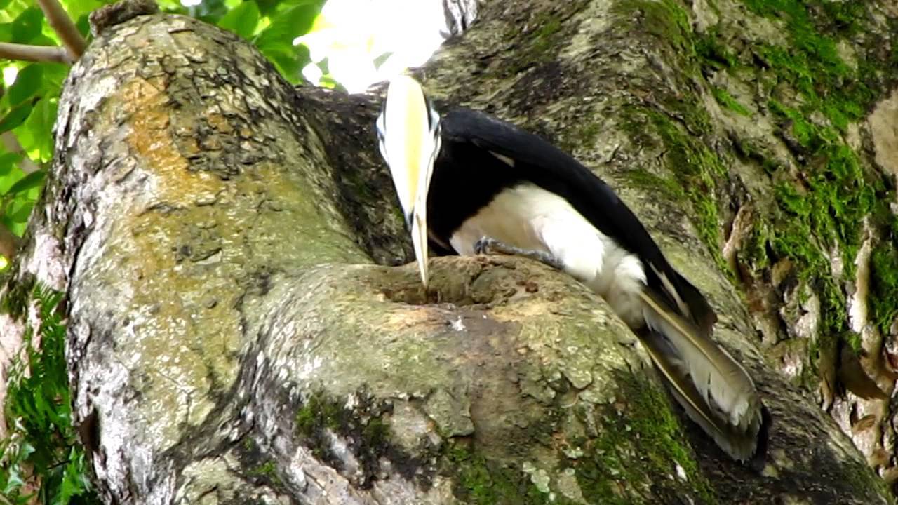 Oriental Pied Hornbill Nest 3 