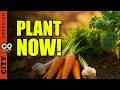 Easy To Grow Crops You Can Plant Now for Winter Food