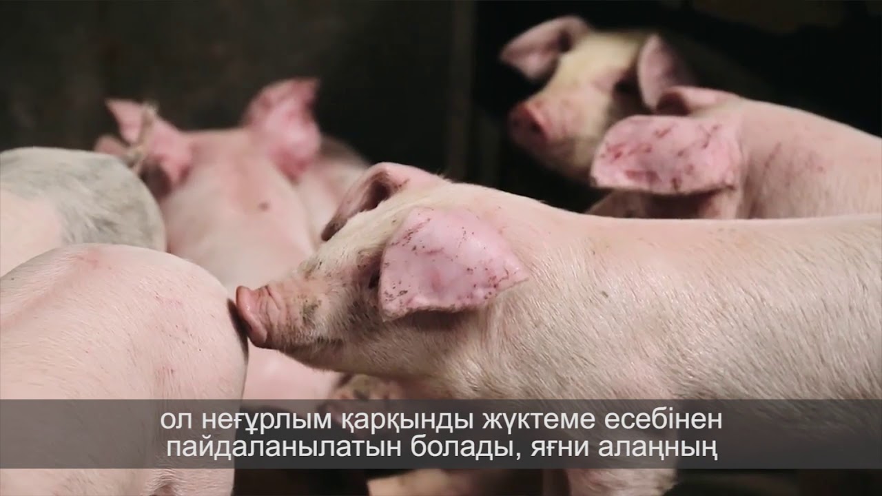 Свиноводство прибыльный бизнес