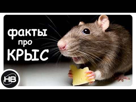10 Самых Интересных Фактов о Крысах. Факты про Крыс