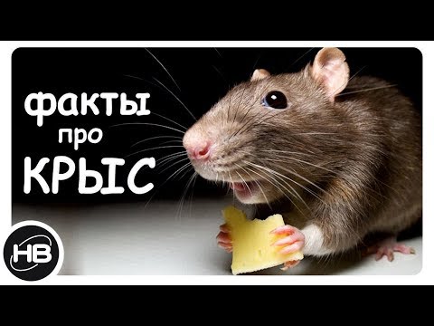 Видео: Интересные факты о крысах