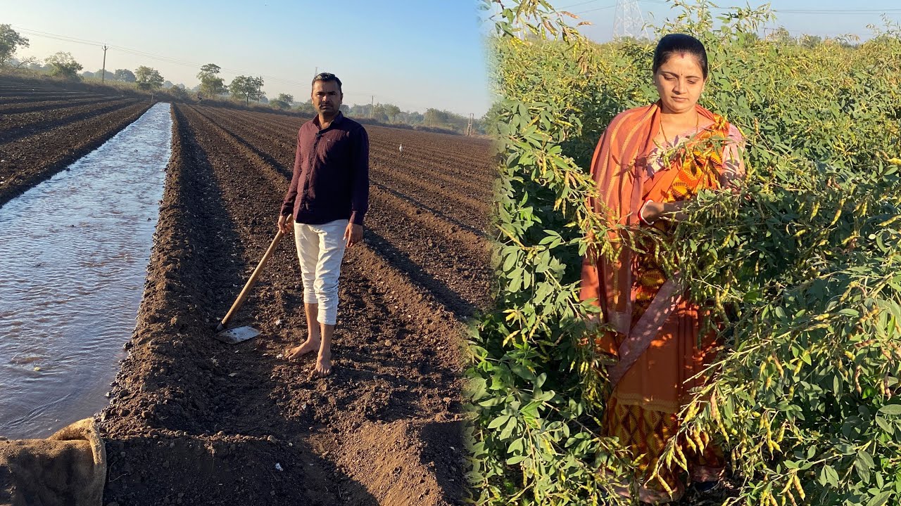 ચણા નુ વાવેતર મોડું છે તોય વાવી દીધા 