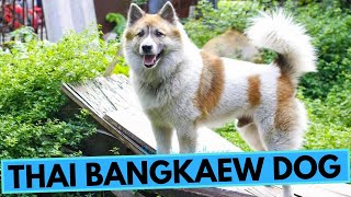 Thai Bangkaew Dog  TOP 10 Interesting Facts