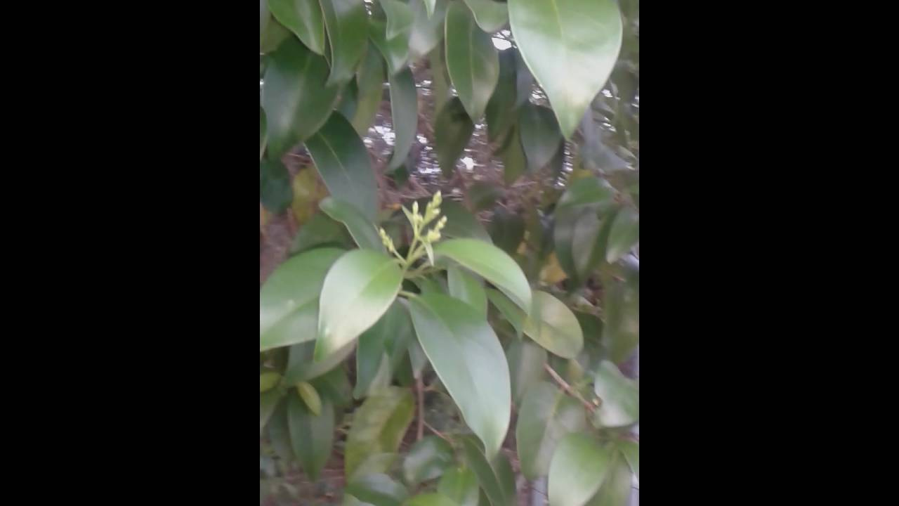 Conociendo Aligustre