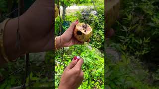 Download Lagu Buah delima #viralvideo MP3