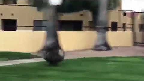 Javelina Running To Run Away WIth Me