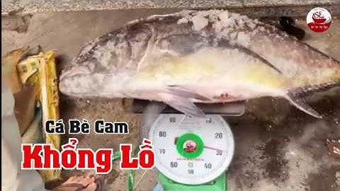 Cá Bè Cam size khủng gần 30kg vào hàng
