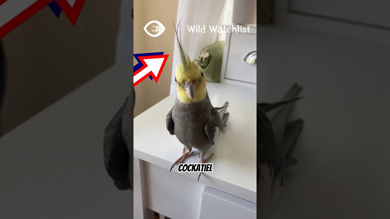 Cockatiel Crests Decoded: What Your Bird is Telling You!