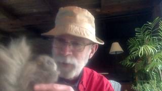 Stumpy the GREY Squirrel