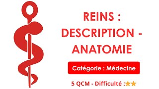 Reins : description - anatomie - 5 QCM - Difficulté :⭐⭐