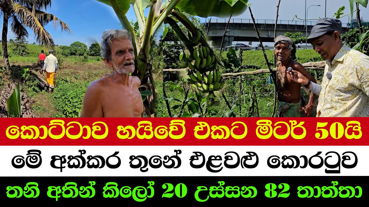 A Green Paradise Next to the Kottawa Highway | 82 Years Old — Still Farming After a Snake Bite