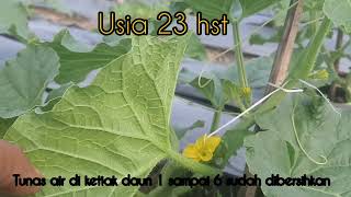 melon usia 23 hst