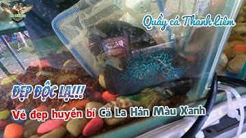 Bí ẩn dòng Cá La Hán Màu Xanh tại tiệm cá kiểng Thanh Liêm