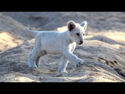 Vidéo: Sauvage et passionnant: dans la vie non conventionnelle des photographes de la faune