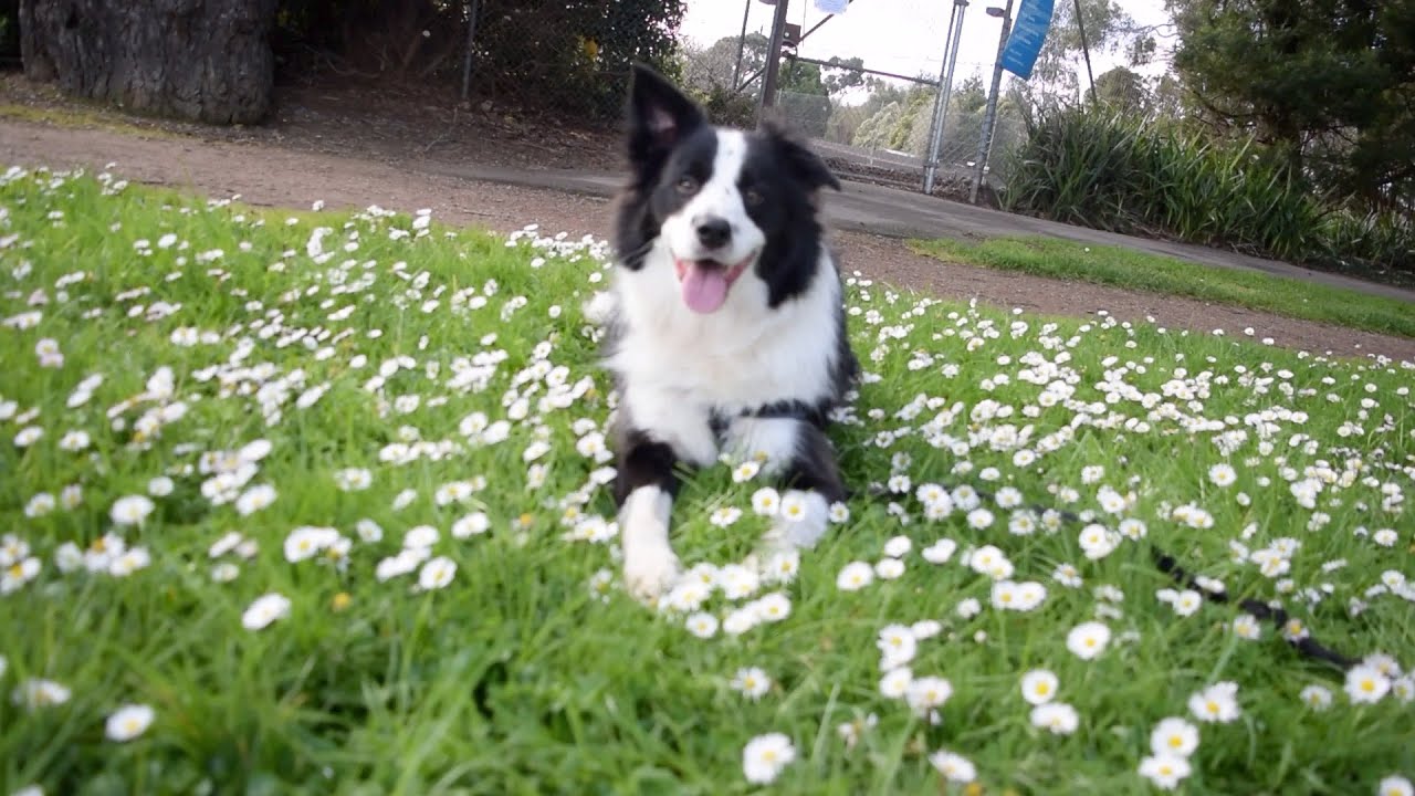 보더콜리 둘리 산책하다 화보찍다? | Shoot a pictorial while taking a walk? | border