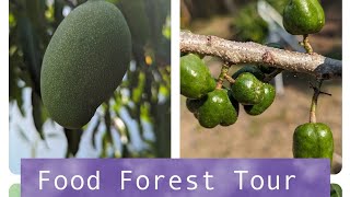 Tropical exotic Food Forest Tour  Zone 9B  Central Florida  over 100 fruit trees and plants