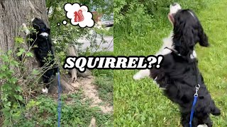 Determined Dog Chases Squirrel 🐿️ | Springer Spaniel by WhatASpringer 671 views 2 years ago 1 minute, 48 seconds