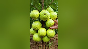 🌿Grow Guava Tree Faster with These Simple Tips! #guava #fruittree