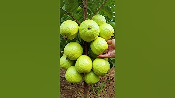 🌿Grow Guava Tree Faster with These Simple Tips! #guava #fruittree