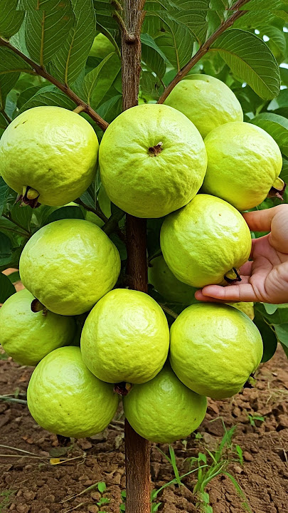 🌿Grow Guava Tree Faster with These Simple Tips! #guava #fruittree