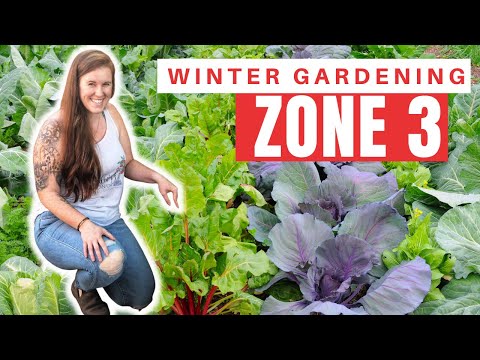 Video: Voedselgewassen bij koud weer - wanneer koude seizoensgroenten planten