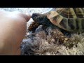 Hyperactive hermanns tortoise