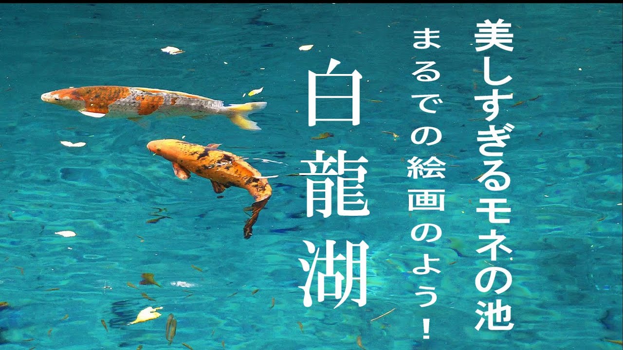 美しすぎる高知版モネの池「白龍湖」#モネの庭マルモッタン #睡蓮
