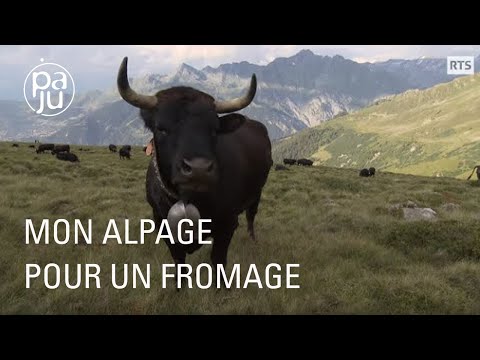 Vidéo: Mon pacte vétérinaire avec vous