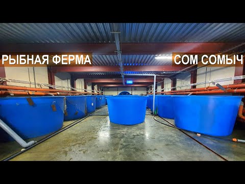 Разведение клариевого сома. Рассказ о хозяйстве. Рыбная ферма Сом Сомыч