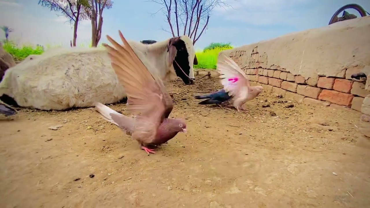 Agar video pasand ay tu like or share zaroor krna🙏👍🕊️