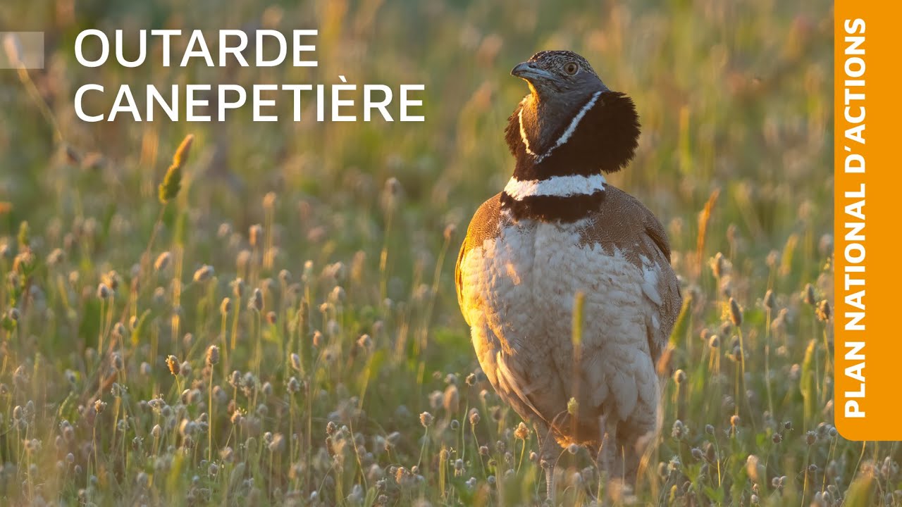 Plan national d'actions Outarde Canepetière