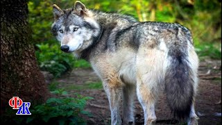 Волчица сама пришла к людям за помощью – она умоляла спасти волчонка