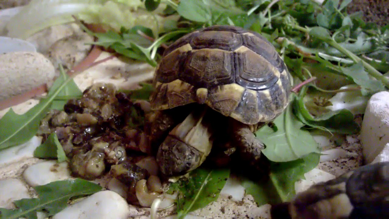 Alimentazione per il 10 e sporadicamente per Tartarughe YouTube Alimentazione per il 10 e sporadicamente per Tartarughe YouTube