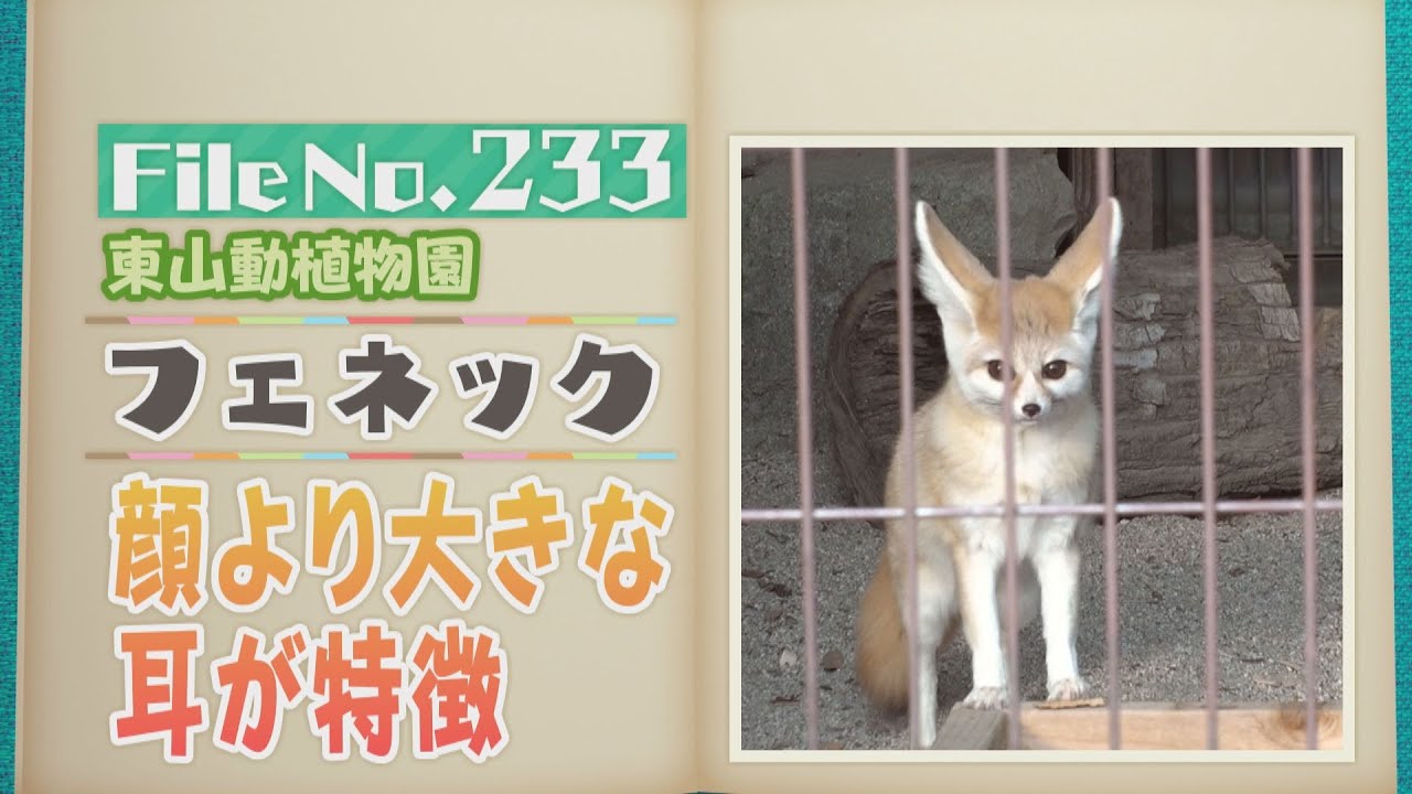 顔より大きな耳が特徴！東山動植物園のフェネック 【どうぶつZOO鑑