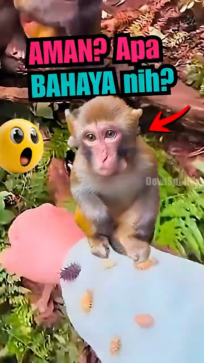 Cewek Uji Monyet ⁉️ Reaksinya Lucu Banget 😆🍌 #funnyshorts #lucu #kocak