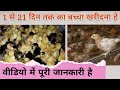सब मिलता है यह ! Battakh chicks, Sonali chicks, Indian runner khakhi chambal