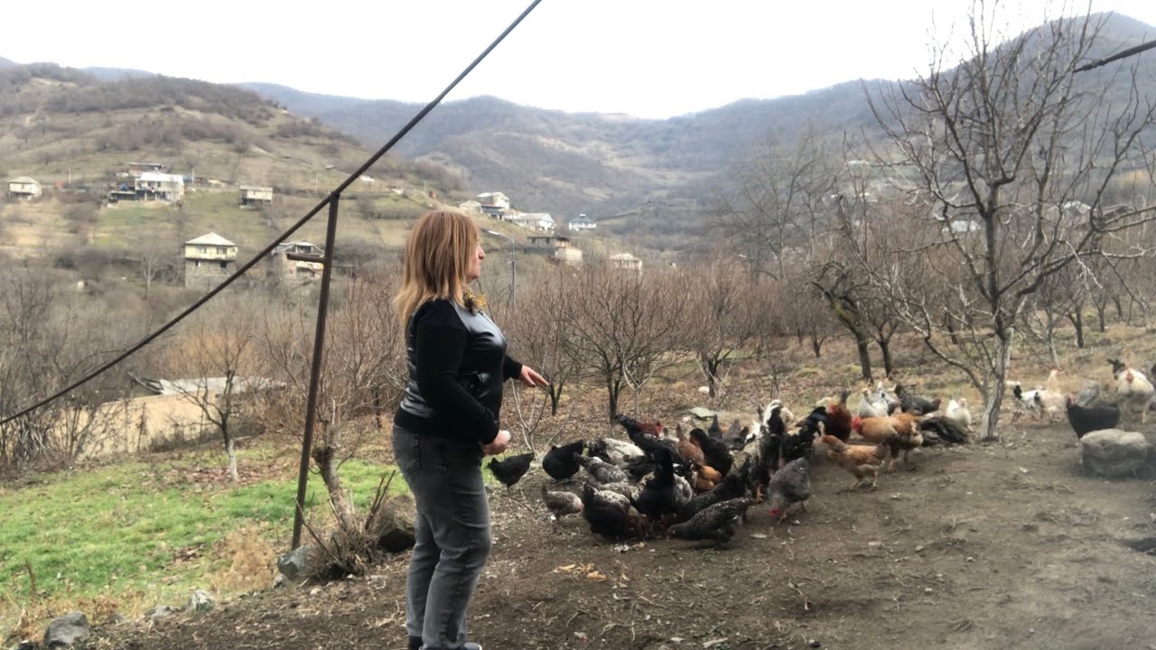 Քանի հավ ունեմ❤️ինչ նպատակ եմ դրել🥰