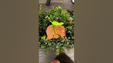 I love capybaras 🧌 #shorts