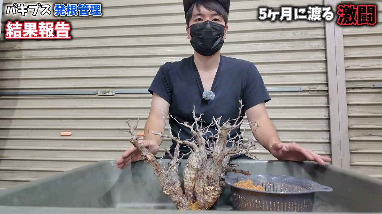 パキプス　発根管理中株 vol.3／開幕】オペルクリカリア・パキプス現地株の発根管理
