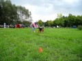 Airedale-terrier  BOURJEOUS -dog-frisbee