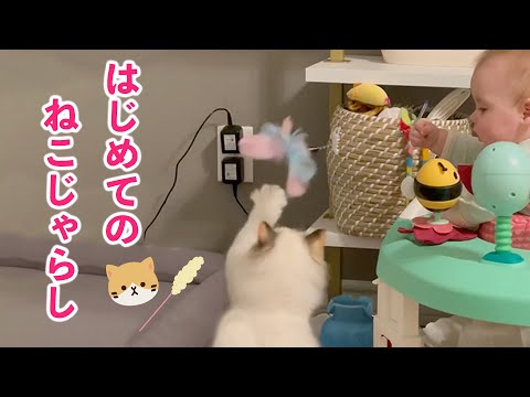 ねこじゃらし初体験の赤ちゃんに遊んでもらう猫さん