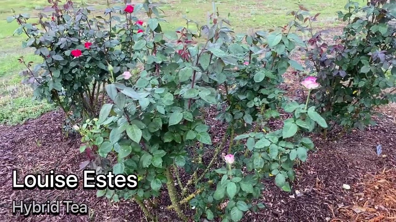 Gemini, Hot Princess, Louise Estes, Claire Elyse