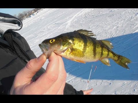 Perchin At Bangs Lake 2 12 11 Youtube